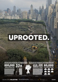 uprooted - campagne oliviers